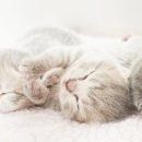 캣파라다이스 일산점 이미지