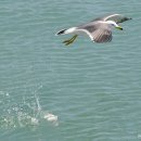 부산갈매기 이미지