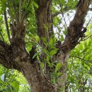 엔젤리너스 진주금호못점 이미지