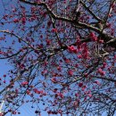 매화희망센터 (옥내1) | 전남 매화 명소 순천 탐매마을 개화시기 3월 7일 실시간 후기