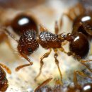 개미낚시터 이미지