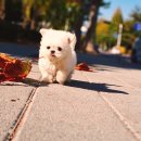 강아지이야기 | 안산강아지분양 알아보던 제 이야기 후기