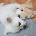칸타빌레무용학원 네이버블로그