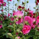 그리운 언덕 이미지