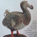 도도(Dodo) 이미지