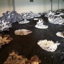 예덴농원 이미지