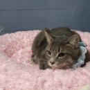 남창애견샵 복실강아지 이미지