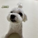 뽀샤시펫살롱