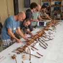 스피노사우루스 이미지