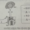 생1 의식반사 무조건반사 경로 이미지