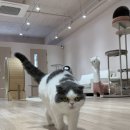 에어묘앤비 이미지