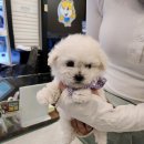 대구강아지분양 원펫 이미지