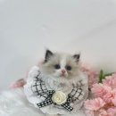 은천동-3 | 은천동고양이무료분양 랙돌