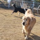 애견카페왕 이미지