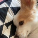 개나리 멍멍 이미지