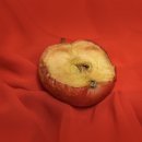 꿈이있는사과나무 이미지