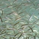 인제19-1 이미지