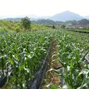 조은농장 이미지