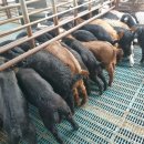 남원미래농장 이미지