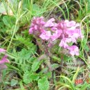 구름송이 이미지