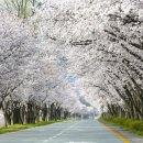 황매산 벚꽃길 이미지