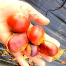 덕연농장 이미지