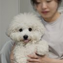 온마음 동물메디컬센터 | 파보 바이러스에 걸렸던 이누리(수컷/2세) (로얄동물메디컬센터W 후기)