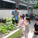 [1,2학년 절기살이] 5월 18일, 6월 1일 : 생강나무잎 장아찌, 봄나물 탐험 이미지