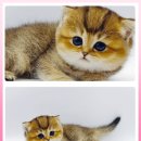 고양이 분양 제나캣 울산점 이미지