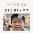 원성천 | 🌸 천안 벚꽃 명소 원성천 실시간 후기! 데이트 코스로 딱이에요(26.4.2일 후기)