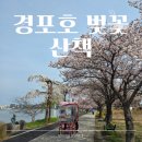 경포호 | 강릉 경포벚꽃축제 경포호 산책 후기