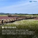 신안소금