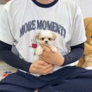데일리독 의정부강아지분양 애견분양 이미지