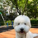 소심유치원 이미지