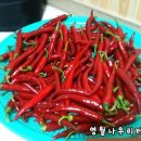 영월나우리터