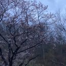 샤브향(영천점) | 🌸🎋벚꽃과 대나무를 한번에 즐길 수 있는 영천 캠핑장(영천 드림랜드 캠핑장,경북 애견동반캠핑장,벚꽃...
