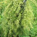 천문동 농장 이미지