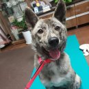 안녕, 댕댕이 이미지