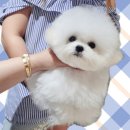 어벤져스켄넬 탑클래스펫 강아지분양 이미지