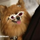 개귀여워 이미지