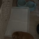 내사랑땡구 이미지