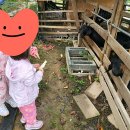 슬로우팜체험펜션 | 아이와 함께 즐기기 좋은 슬로우팜 체험펜션 , 주말 나들이 코스