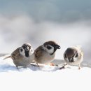 고은햇살 이미지