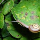 하늘달팽이 이미지