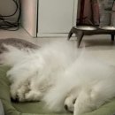 아이힐링 태권도장 | 강아지 돌보기 2탄 / 신림 애견카페 <멍지트> 이용 후기