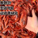 동해안 급냉 홍새우 1kg, 1개 이미지