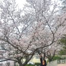 목련마을 경로식당 | 서울 데이트 명소 정독도서관 벚꽃 개화현황 주차, 식당 후기