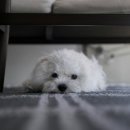 본동물메디컬센터 24시수성점 이미지