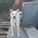 미소짓개 이미지