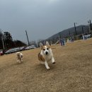 퍼스트 독 스쿨 이미지